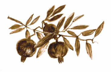 Pomegranate, Sketch