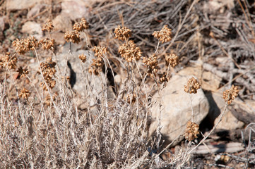 Immortelle, Heilpflanze Korsika