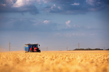 Fototapeta premium Red tractor with blue trailer ina field