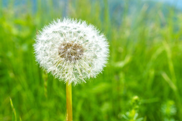 Pusteblume in den Bergen