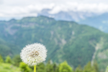 Pusteblume in den Bergen