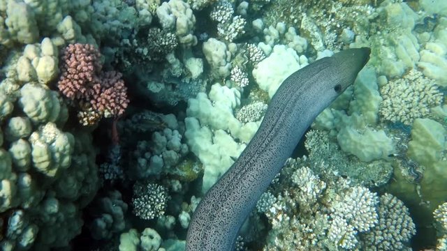 Marine fish Giant moray (Gymnothorax javanicus) swims between corals and lays down to the bottom, wide shot. Red Sea. Egypt. 