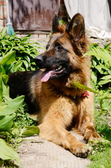 Young German shepherd dog lying in the garden outdoor
