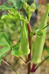 Okra or Okro plant and fruit