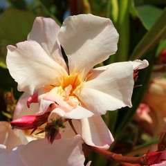 Fototapeta na wymiar Oleander