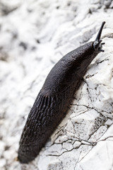 Schwarzer Schnegel - Nackschnecke auf Felsen