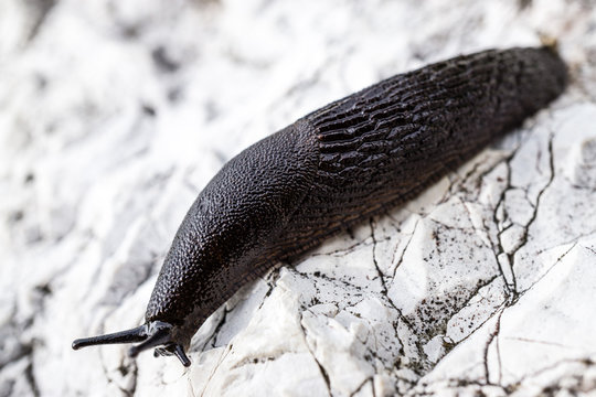 Schwarzer Schnegel - Nackschnecke auf Felsen