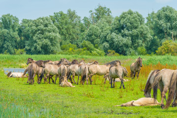 Konik horses in a sunny field in summer