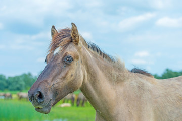 Konik horse in a sunny field in summer