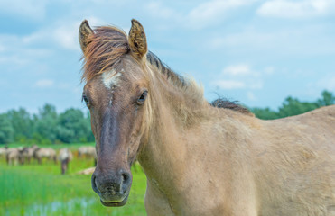 Obraz premium Konik horse in a sunny field in summer