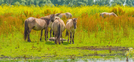 Konik horses in a sunny field in summer © Naj