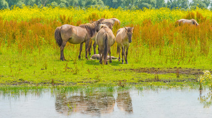 Konik horses in a sunny field in summer