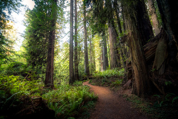 A path in the redwood forest. - 114564458