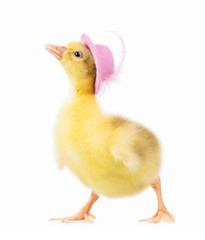 Cute little newborn gosling in pink hat, isolated on a white background