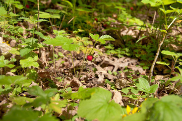 The Red Wild strawberry
