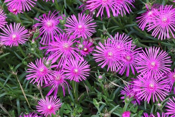 Lampranthus