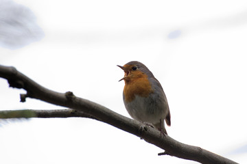 Singing European robin (Erithacus rubecula) sitting in a tree