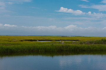 Wetlands with an Egret in the Water