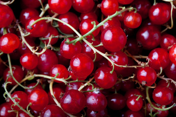 Currant berries in a clay bowl. Selective focus. Shallow depth o