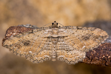 The fern moth (Horisme tersata). Insect in the family Geometridae, showing indistinct markings