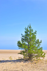 Fototapeta na wymiar Pine tree on the coast of Ladoga lake.