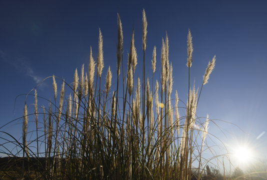 Cortaderia Selloana