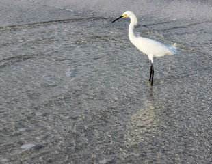 Wading Crane