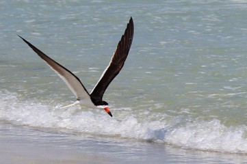 Sea Bird Gliding Past Wave