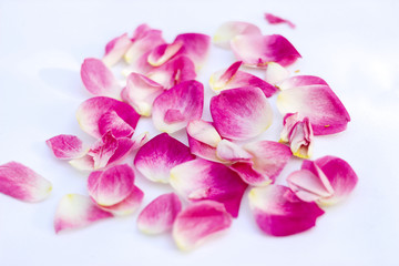 Rose petals background