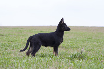 German shepherd`s puppy