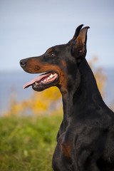 doberman puppy