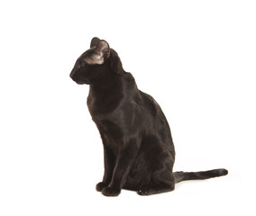 Beautiful black oriental cat isolated over white background