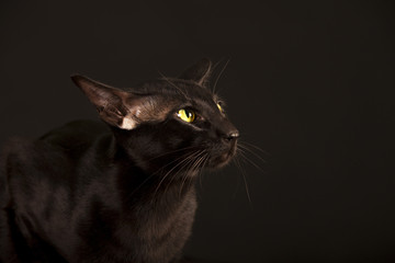 Beautiful black oriental cat isolated over black background