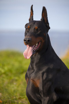 Black Doberman