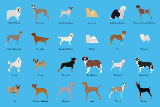 Set of dogs