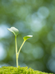 新緑の中の芽生え