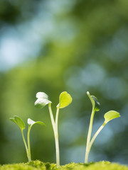 新緑の中の芽生え