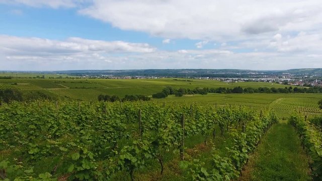 Aerial view of vineyards - Rheingau-Taununs area, Germany