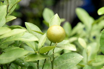 Limes hanging from the branches