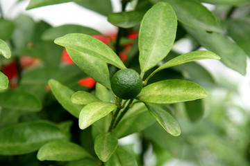 Limes hanging from the branches