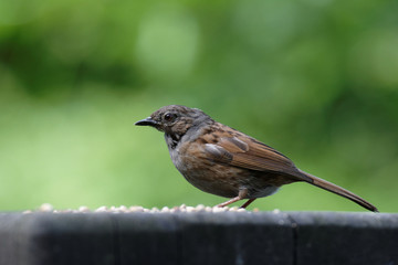 Dunnock