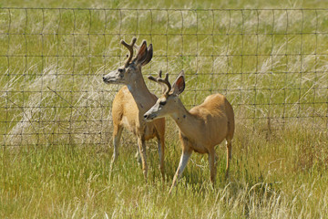 Deer at South Dakota grassland