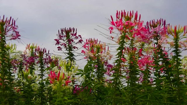 Cleome in the afternoon