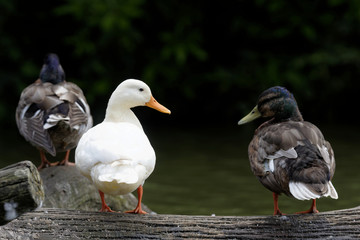 Mallard, Duck, Anas platyrhynchos - Leucistic, albinos