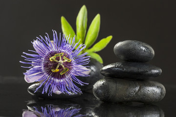 Fototapeta na wymiar Spa concept passiflora flower and zen stones on black background