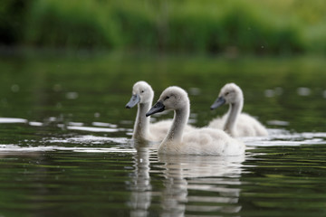 Fototapeta premium Mute Swan, cygnus olor - young birds
