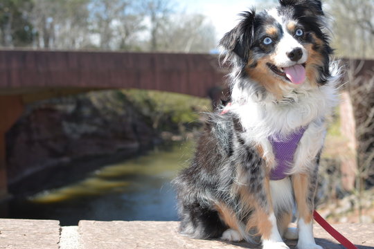 Australian Shepherd on Bridge in Manassas Battlefield