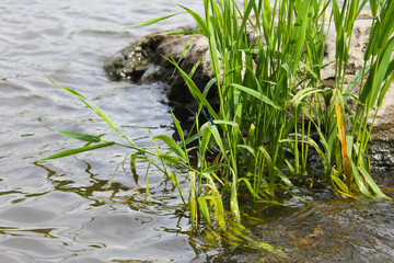 Blue dragonfly on reeds near the water