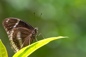 Obraz na płótnie Canvas butterfly on leaf with blurred background.
