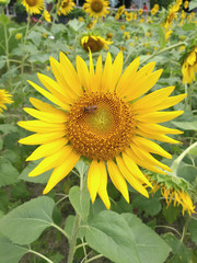 Obraz premium yellow beautiful sunflower with bee swarm on flower in sunflower field in light time on day time